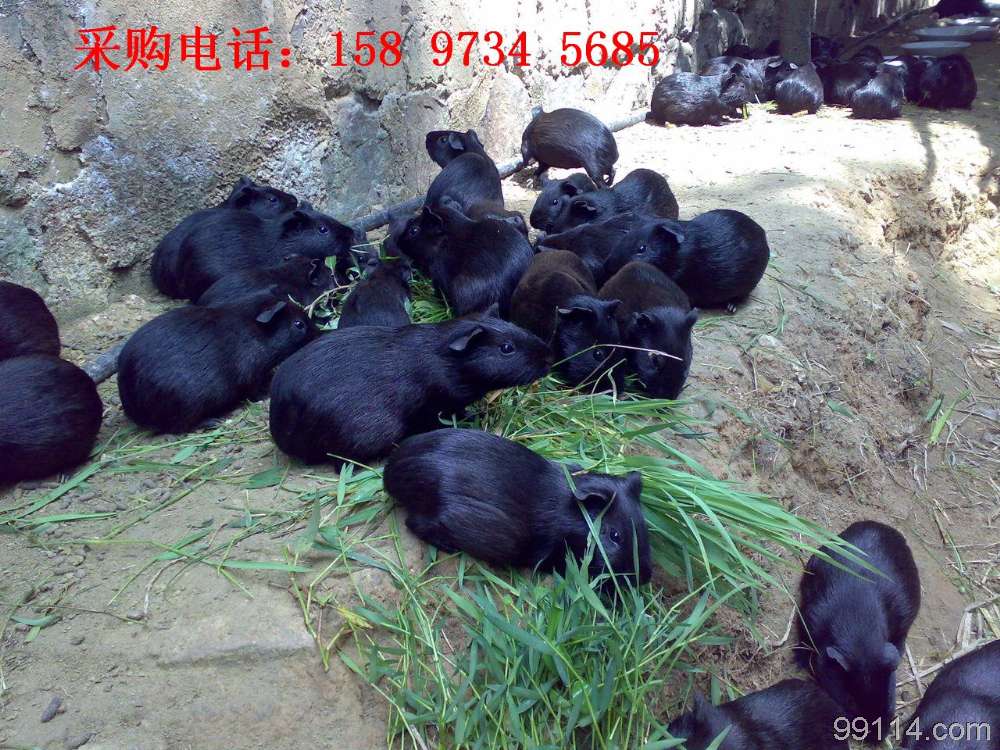 黑豚供應(yīng)、黑豚價(jià)格、湖南黑豚、黑豚市場(chǎng)前景、黑豚種苗、廣西黑豚 其他特種養(yǎng)殖動(dòng)物 找供應(yīng) 菏澤農(nóng)產(chǎn)品交易網(wǎng)-菏澤農(nóng)業(yè)-菏澤農(nóng)業(yè)網(wǎng)-菏澤綠色農(nóng)業(yè)-菏澤肥料-菏澤種子-菏澤養(yǎng)殖-菏澤林業(yè)-菏澤畜牧-農(nóng)業(yè)機(jī)械