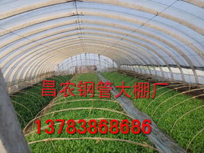 冬暖式蔬菜大棚,冬暖式蔬菜大棚生產(chǎn)廠(chǎng)家,冬暖式蔬菜大棚價(jià)格